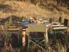 Mbalageti Serengeti - Bush Dining 
